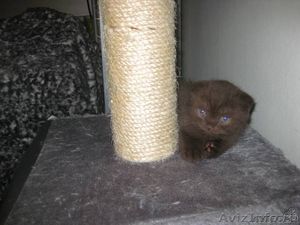 Продаются милейшие котята Скоттиш-фолд (шотландские вислоухие) - Изображение #1, Объявление #511750