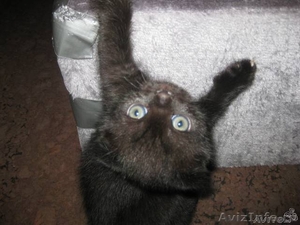 Продаются милейшие котята Скоттиш-фолд (шотландские вислоухие) - Изображение #4, Объявление #511750