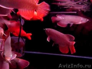 Аквариум рыба: Рыба Top Arowana качества для продажи - Изображение #1, Объявление #494784