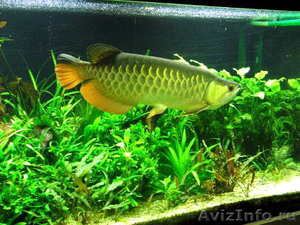 Аквариум рыба: Рыба Top Arowana качества для продажи - Изображение #3, Объявление #494784