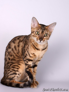 Бенгальские котята \"мини леопардики\" - Изображение #2, Объявление #516788