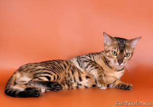 Бенгальские котята \"мини леопардики\" - Изображение #1, Объявление #516788