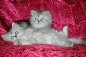 Персидские котята в Серебристой дымке - Изображение #4, Объявление #494096