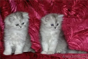 Персидские котята в Серебристой дымке - Изображение #5, Объявление #494096