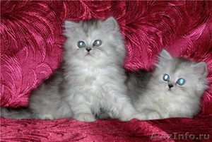 Персидские котята в Серебристой дымке - Изображение #3, Объявление #494096