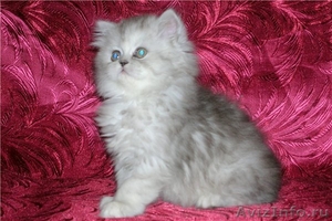 Персидские котята в Серебристой дымке - Изображение #2, Объявление #494096