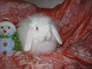 Карликовые кролики  - Изображение #1, Объявление #512493