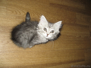 Продаю полу персидского котёнка  - Изображение #1, Объявление #484086