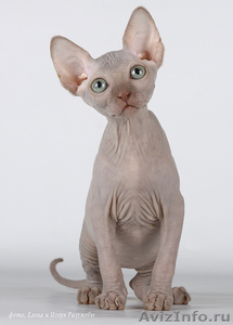 питомник каанадских сфинксов Pharaon Cats - Изображение #2, Объявление #501734