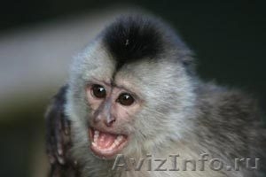 предлогаю купить обезьяну капуцин - Изображение #1, Объявление #509436