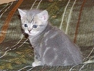 Британские котята 1,5мес. из п-ка "Silver Blossom". - Изображение #2, Объявление #497481