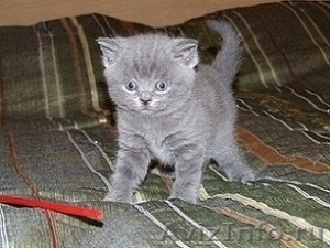 Британские котята 1,5мес. из п-ка "Silver Blossom". - Изображение #3, Объявление #497481