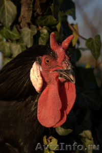 Молодняк и яйцо породной с/х птицы на 2012 год - Изображение #1, Объявление #499263