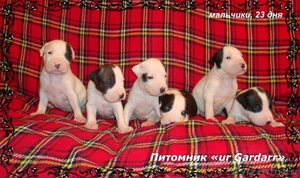 Высокопородные щенки питбуля от выставочных чемпионов - Изображение #2, Объявление #503063