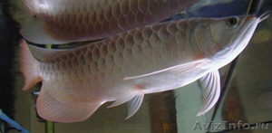Аквариум рыба: Рыба Top Arowana качества для продажи - Изображение #2, Объявление #494784