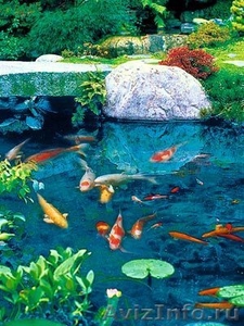 Оформление  аквариумов, чистка - Изображение #1, Объявление #505967