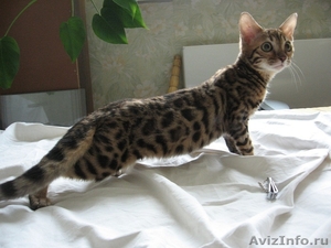 Бенгальский котенок для Вас - Изображение #1, Объявление #489332