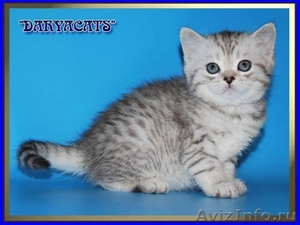 Британские котята серебристых окрасов из питомника Daryacats  - Изображение #1, Объявление #505959