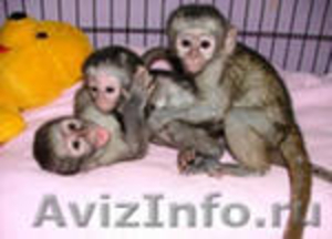 предлогаю купить обезьяну капуцин - Изображение #2, Объявление #509436
