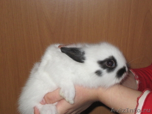Крольчата карликовые декоративные - Изображение #4, Объявление #497191
