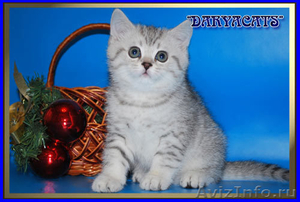 Британские котята серебристых окрасов из питомника Daryacats  - Изображение #2, Объявление #505959