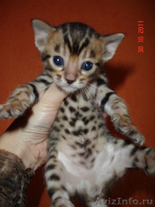 Бенгальские котята \"мини леопардики\" - Изображение #3, Объявление #516788
