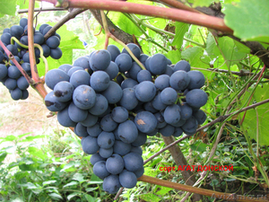 Саженцы подмосковного винограда - Изображение #1, Объявление #523742