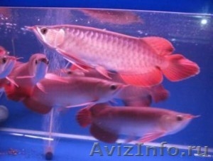 Золотой аквариум Arowana для продажи. - Изображение #2, Объявление #526723
