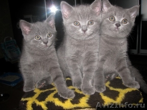 клубные бринские котята - Изображение #1, Объявление #557631