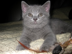 клубные бринские котята - Изображение #4, Объявление #557631