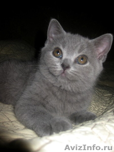 клубные бринские котята - Изображение #3, Объявление #557631
