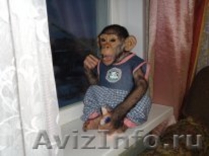 продам малыша шимпанзе - Изображение #1, Объявление #549701