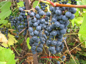 Саженцы подмосковного винограда - Изображение #2, Объявление #523742