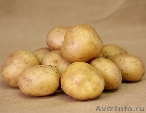 Куплю картофель российского производителя - Изображение #1, Объявление #523746