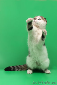 Подарок для любимых шотландский котенок - Изображение #1, Объявление #559898