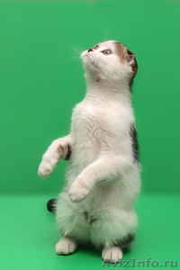 Подарок для любимых шотландский котенок - Изображение #2, Объявление #559898