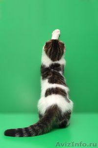 Подарок для любимых шотландский котенок - Изображение #3, Объявление #559898