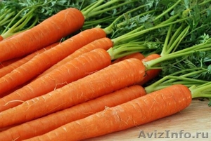 Куплю морковь сорт Нантская - Изображение #1, Объявление #523753