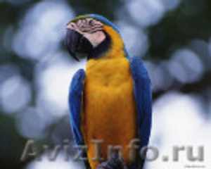 предлагаю купить птенцов попугая ара - Изображение #2, Объявление #558991