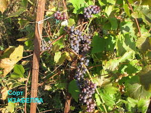 Саженцы подмосковного винограда - Изображение #3, Объявление #523742