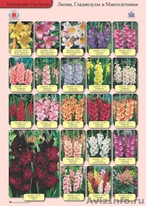 Луковичные растения - Изображение #6, Объявление #590674