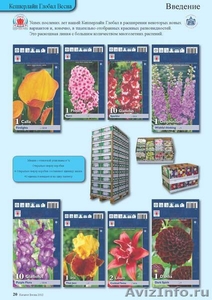 Луковичные растения - Изображение #10, Объявление #590674