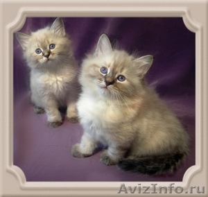 невские маскарадные котята шоу-класса - Изображение #1, Объявление #600370