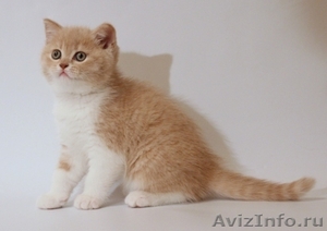 Шотландские котята, питомник "Colorit" - Изображение #3, Объявление #583748
