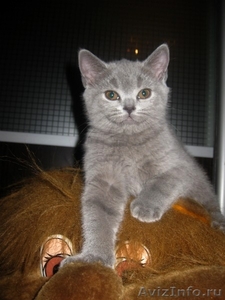 шикарные британские котятки - Изображение #3, Объявление #576950