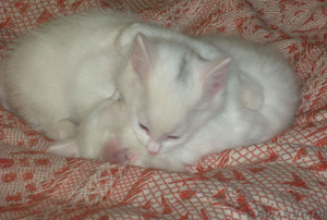 Белый котенок в дар - Изображение #3, Объявление #580821