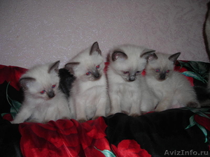 Очаровательные сиамские котята - Изображение #1, Объявление #583131