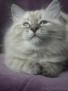 невские маскарадные котята шоу-класса - Изображение #3, Объявление #600370