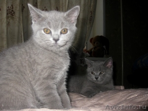 шикарные британские котятки - Изображение #1, Объявление #576950
