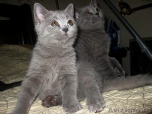 шикарные британские котятки - Изображение #2, Объявление #576950